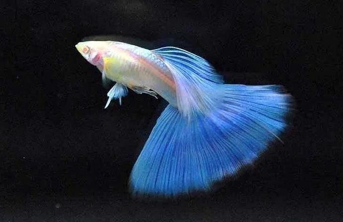 如何飼養(yǎng)這些熱門觀賞魚(yú)品種