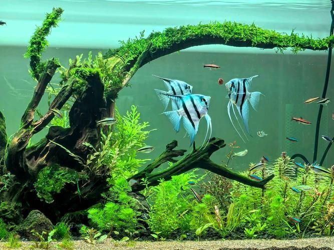 如何飼養這些熱門觀賞魚品種 龍魚百科 第12張 如何飼養這些熱門觀賞魚品種 如何飼養這些熱門觀賞魚品種 龍魚百科 第12張