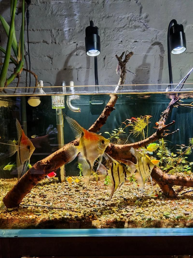 如何飼養這些熱門觀賞魚品種 龍魚百科 第14張 如何飼養這些熱門觀賞魚品種 如何飼養這些熱門觀賞魚品種 龍魚百科 第14張
