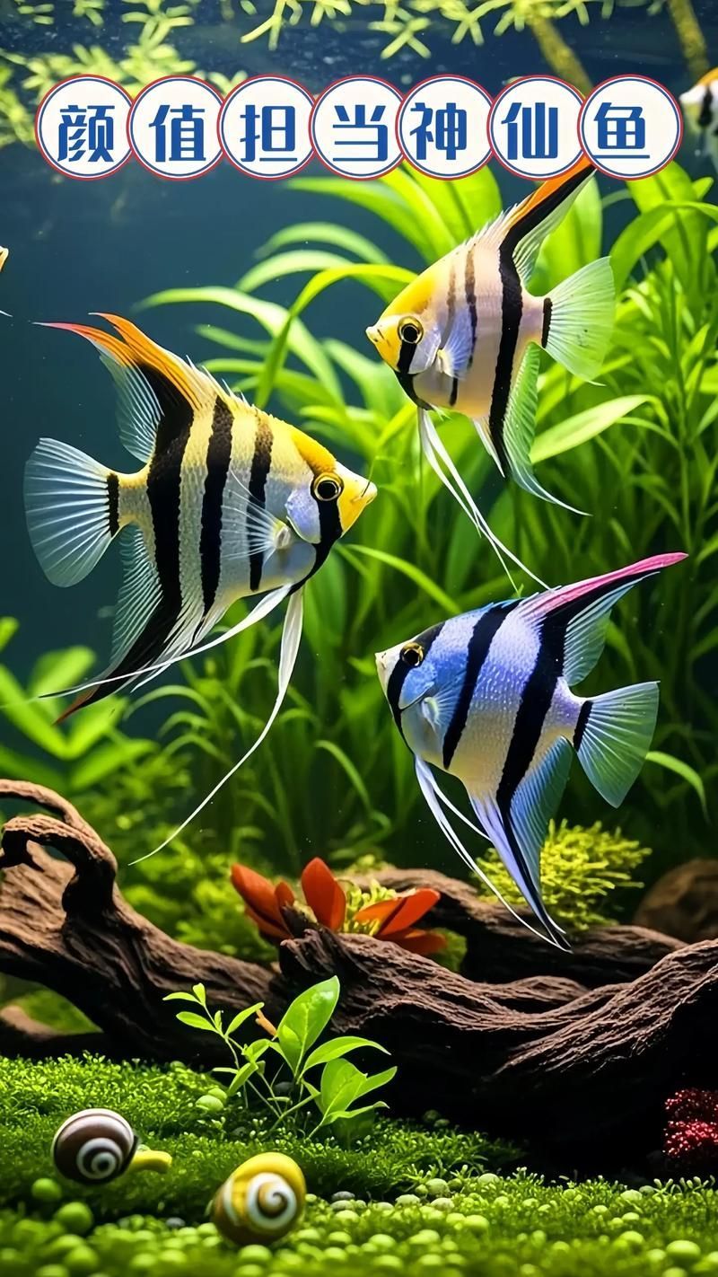 如何飼養這些熱門觀賞魚品種 龍魚百科 第15張 如何飼養這些熱門觀賞魚品種 如何飼養這些熱門觀賞魚品種 龍魚百科 第15張