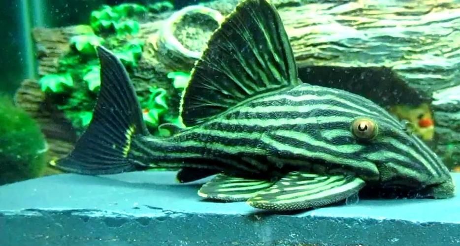 如何判斷綠皮皇冠豹魚是否健康？，如何判斷綠皮皇冠豹魚是否健康？——科學評估指南 如何判斷綠皮皇冠豹魚是否健康？，如何判斷綠皮皇冠豹魚是否健康？——科學評估指南 龍魚百科 第2張
