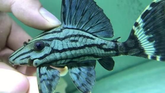 如何判斷綠皮皇冠豹魚是否健康？，如何判斷綠皮皇冠豹魚是否健康？——科學評估指南 如何判斷綠皮皇冠豹魚是否健康？，如何判斷綠皮皇冠豹魚是否健康？——科學評估指南 龍魚百科 第4張