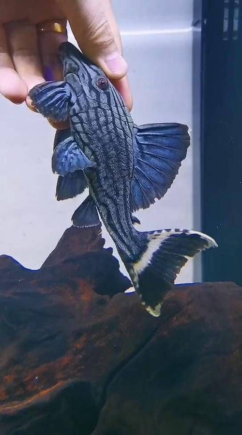 如何判斷綠皮皇冠豹魚是否健康？，如何判斷綠皮皇冠豹魚是否健康？——科學評估指南 如何判斷綠皮皇冠豹魚是否健康？，如何判斷綠皮皇冠豹魚是否健康？——科學評估指南 龍魚百科 第3張