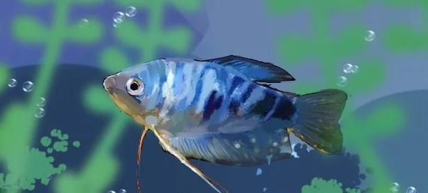 曼龍魚常見疾病有哪些，如何判斷辣椒紅龍的品相？ 曼龍魚常見疾病有哪些，如何判斷辣椒紅龍的品相？ 龍魚百科 第2張