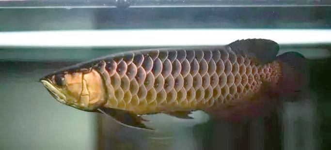 立達(dá)寶石金龍魚(yú)多久發(fā)色一次 立達(dá)寶石金龍魚(yú)多久發(fā)色一次 龍魚(yú)百科 第4張