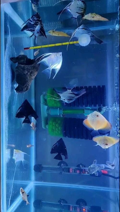 泰國雪鯽魚的價格是多少？，泰國雪鯽魚價格是多少 泰國雪鯽魚的價格是多少？，泰國雪鯽魚價格是多少 龍魚百科 第4張