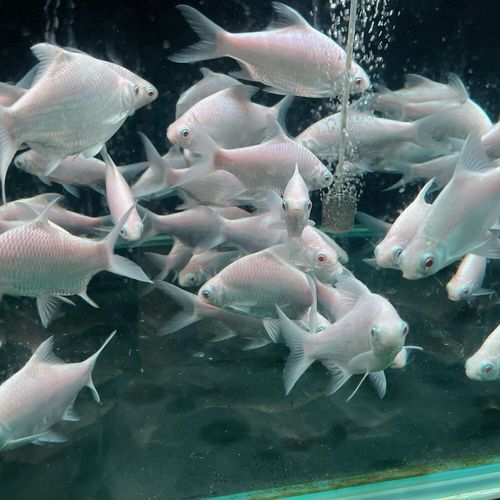 泰國雪鯽魚的價格是多少？，泰國雪鯽魚價格是多少 泰國雪鯽魚的價格是多少？，泰國雪鯽魚價格是多少 龍魚百科 第2張