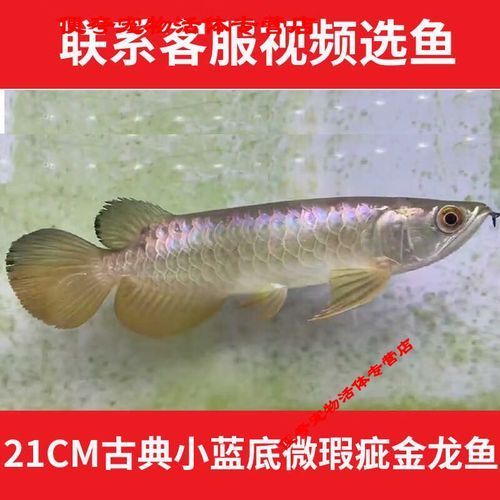 過背金龍魚幼魚的價格是多少，過背金龍魚幼魚價格是多少