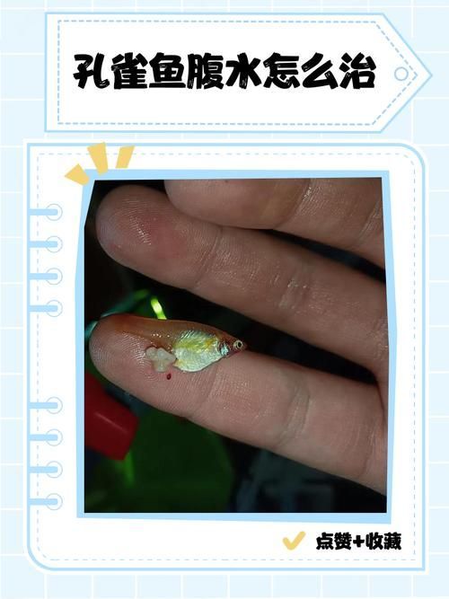 如何判斷魚腹水是否嚴重,———觀賞魚腹水病嚴重性評估指南 龍魚百科 第10張 如何判斷魚腹水是否嚴重,———觀賞魚腹水病嚴重性評估指南 如何判斷魚腹水是否嚴重,———觀賞魚腹水病嚴重性評估指南 龍魚百科 第10張
