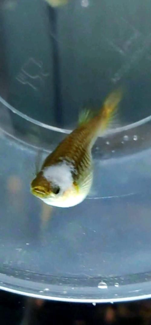 如何判斷魚腹水是否嚴重,———觀賞魚腹水病嚴重性評估指南 龍魚百科 第8張 如何判斷魚腹水是否嚴重,———觀賞魚腹水病嚴重性評估指南 如何判斷魚腹水是否嚴重,———觀賞魚腹水病嚴重性評估指南 龍魚百科 第8張