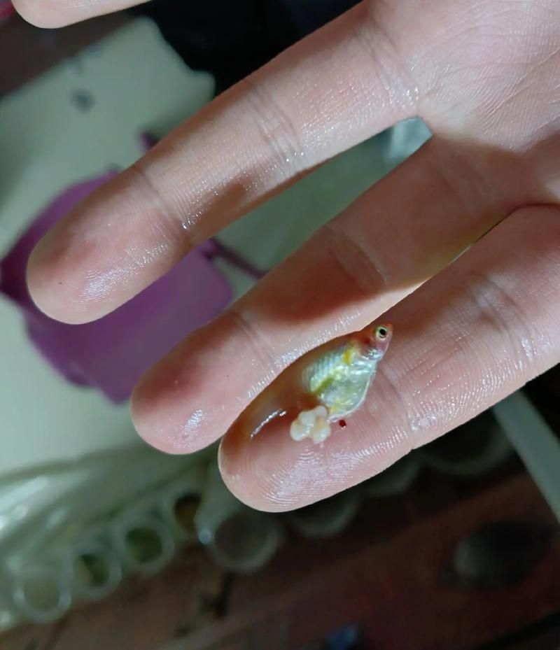 如何判斷魚腹水是否嚴重,———觀賞魚腹水病嚴重性評估指南 龍魚百科 第9張 如何判斷魚腹水是否嚴重,———觀賞魚腹水病嚴重性評估指南 如何判斷魚腹水是否嚴重,———觀賞魚腹水病嚴重性評估指南 龍魚百科 第9張