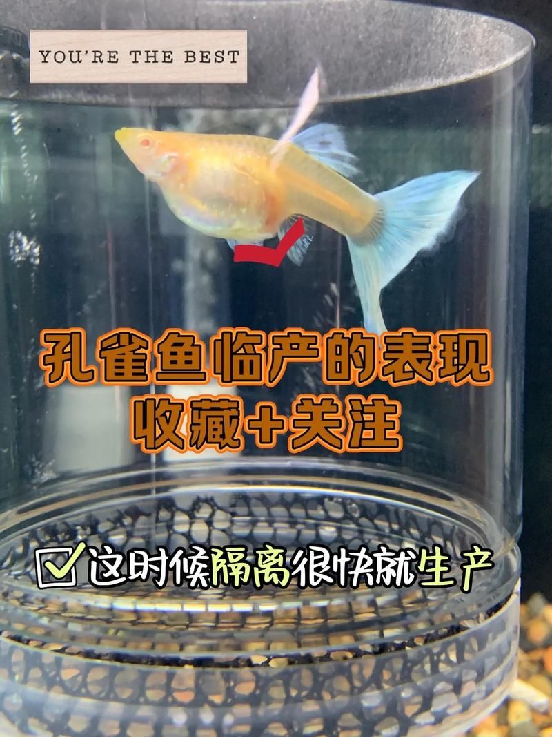如何判斷魚腹水是否嚴重,———觀賞魚腹水病嚴重性評估指南 龍魚百科 第11張 如何判斷魚腹水是否嚴重,———觀賞魚腹水病嚴重性評估指南 如何判斷魚腹水是否嚴重,———觀賞魚腹水病嚴重性評估指南 龍魚百科 第11張
