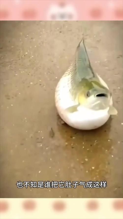 如何判斷魚腹水是否嚴重,———觀賞魚腹水病嚴重性評估指南 龍魚百科 第2張 如何判斷魚腹水是否嚴重,———觀賞魚腹水病嚴重性評估指南 如何判斷魚腹水是否嚴重,———觀賞魚腹水病嚴重性評估指南 龍魚百科 第2張