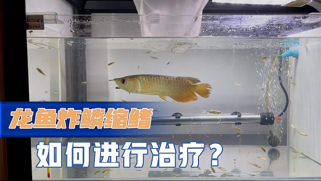 龍魚炸鱗時應該如何護理，龍魚炸鱗怎么辦