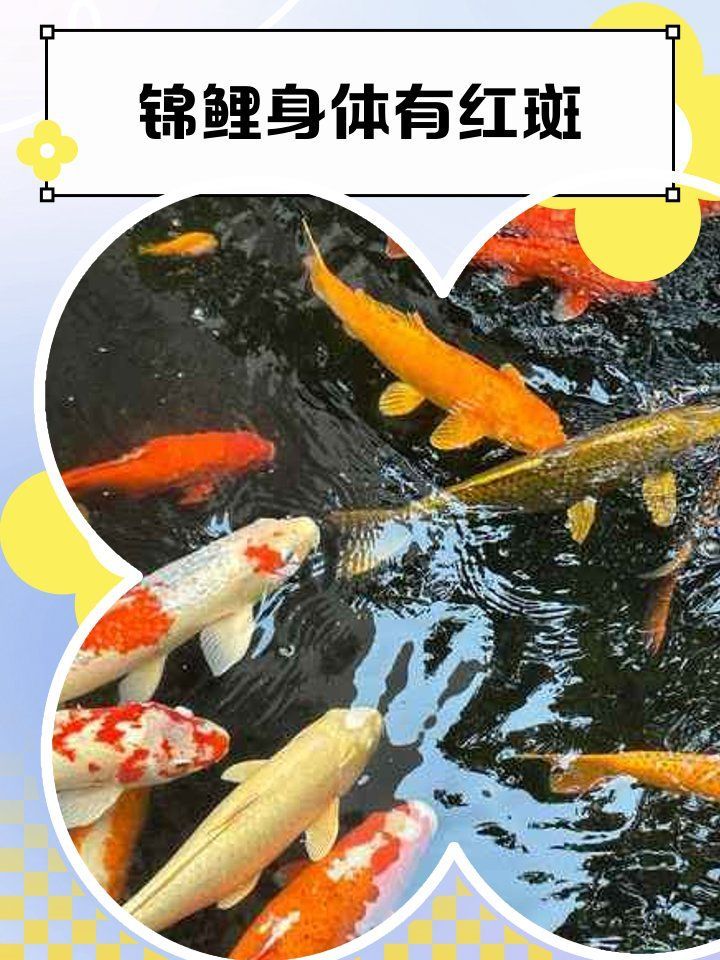 如何預(yù)防錦鯉魚鱗發(fā)紅充血，怎樣預(yù)防錦鯉魚鱗發(fā)紅充血 如何預(yù)防錦鯉魚鱗發(fā)紅充血，怎樣預(yù)防錦鯉魚鱗發(fā)紅充血 龍魚百科 第6張