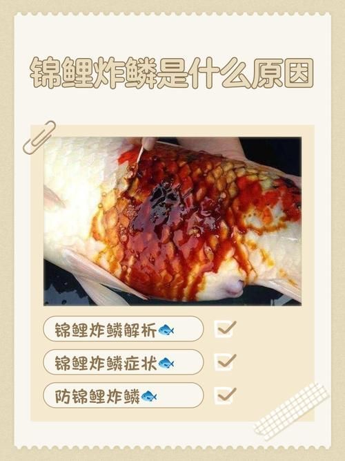 能提供更多關(guān)于金魚炸鱗病的圖片嗎，過背金龍魚混養(yǎng)有哪些成功案例判斷過背金龍魚是否適應(yīng)混養(yǎng) 能提供更多關(guān)于金魚炸鱗病的圖片嗎，過背金龍魚混養(yǎng)有哪些成功案例判斷過背金龍魚是否適應(yīng)混養(yǎng) 龍魚百科 第20張