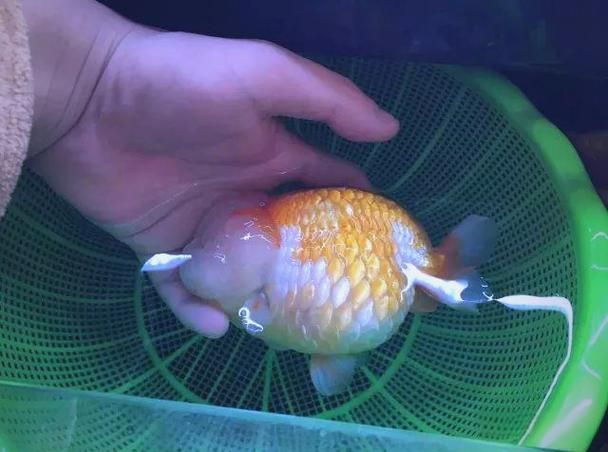 能提供更多關(guān)于金魚炸鱗病的圖片嗎，過背金龍魚混養(yǎng)有哪些成功案例判斷過背金龍魚是否適應(yīng)混養(yǎng) 能提供更多關(guān)于金魚炸鱗病的圖片嗎，過背金龍魚混養(yǎng)有哪些成功案例判斷過背金龍魚是否適應(yīng)混養(yǎng) 龍魚百科 第13張