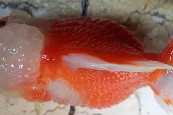 能提供更多關(guān)于金魚炸鱗病的圖片嗎，過背金龍魚混養(yǎng)有哪些成功案例判斷過背金龍魚是否適應(yīng)混養(yǎng) 能提供更多關(guān)于金魚炸鱗病的圖片嗎，過背金龍魚混養(yǎng)有哪些成功案例判斷過背金龍魚是否適應(yīng)混養(yǎng) 龍魚百科 第16張