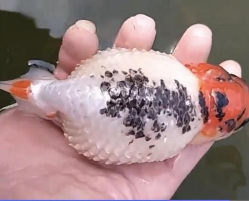 能提供更多關(guān)于金魚炸鱗病的圖片嗎，過背金龍魚混養(yǎng)有哪些成功案例判斷過背金龍魚是否適應(yīng)混養(yǎng) 能提供更多關(guān)于金魚炸鱗病的圖片嗎，過背金龍魚混養(yǎng)有哪些成功案例判斷過背金龍魚是否適應(yīng)混養(yǎng) 龍魚百科 第22張