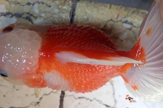 能提供更多關(guān)于金魚炸鱗病的圖片嗎，過背金龍魚混養(yǎng)有哪些成功案例判斷過背金龍魚是否適應(yīng)混養(yǎng) 能提供更多關(guān)于金魚炸鱗病的圖片嗎，過背金龍魚混養(yǎng)有哪些成功案例判斷過背金龍魚是否適應(yīng)混養(yǎng) 龍魚百科 第23張