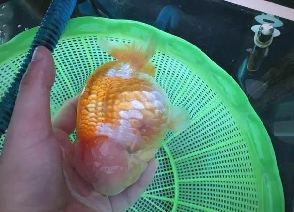 能提供更多關(guān)于金魚炸鱗病的圖片嗎，過背金龍魚混養(yǎng)有哪些成功案例判斷過背金龍魚是否適應(yīng)混養(yǎng) 能提供更多關(guān)于金魚炸鱗病的圖片嗎，過背金龍魚混養(yǎng)有哪些成功案例判斷過背金龍魚是否適應(yīng)混養(yǎng) 龍魚百科 第14張