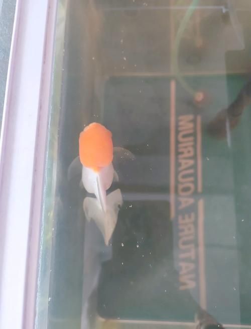 能提供更多關(guān)于金魚炸鱗病的圖片嗎，過背金龍魚混養(yǎng)有哪些成功案例判斷過背金龍魚是否適應(yīng)混養(yǎng) 能提供更多關(guān)于金魚炸鱗病的圖片嗎，過背金龍魚混養(yǎng)有哪些成功案例判斷過背金龍魚是否適應(yīng)混養(yǎng) 龍魚百科 第19張