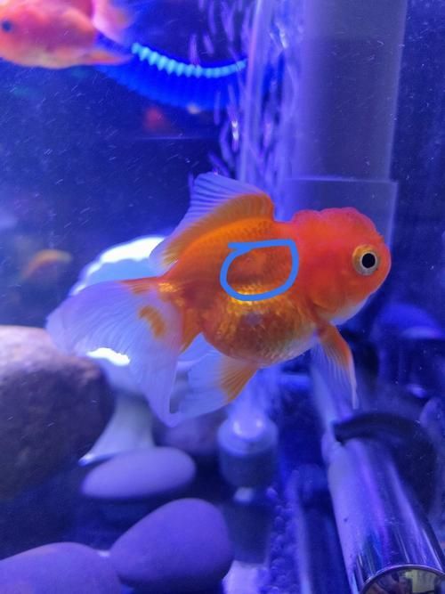 能提供更多關(guān)于金魚炸鱗病的圖片嗎，過背金龍魚混養(yǎng)有哪些成功案例判斷過背金龍魚是否適應(yīng)混養(yǎng) 能提供更多關(guān)于金魚炸鱗病的圖片嗎，過背金龍魚混養(yǎng)有哪些成功案例判斷過背金龍魚是否適應(yīng)混養(yǎng) 龍魚百科 第11張