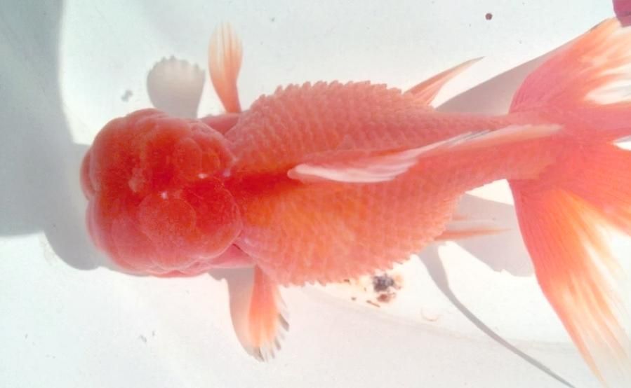 能提供更多關(guān)于金魚炸鱗病的圖片嗎，過背金龍魚混養(yǎng)有哪些成功案例判斷過背金龍魚是否適應(yīng)混養(yǎng) 能提供更多關(guān)于金魚炸鱗病的圖片嗎，過背金龍魚混養(yǎng)有哪些成功案例判斷過背金龍魚是否適應(yīng)混養(yǎng) 龍魚百科 第5張
