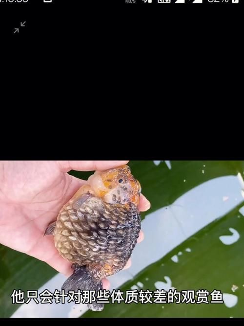 能提供更多關(guān)于金魚炸鱗病的圖片嗎，過背金龍魚混養(yǎng)有哪些成功案例判斷過背金龍魚是否適應(yīng)混養(yǎng) 能提供更多關(guān)于金魚炸鱗病的圖片嗎，過背金龍魚混養(yǎng)有哪些成功案例判斷過背金龍魚是否適應(yīng)混養(yǎng) 龍魚百科 第1張
