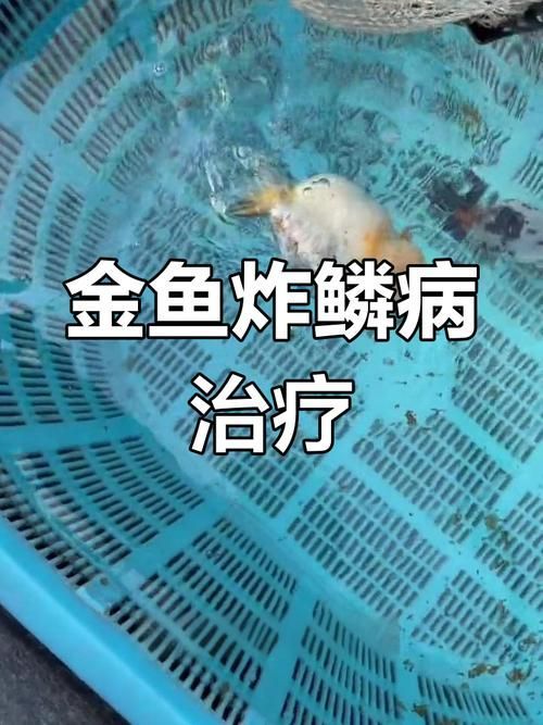 能提供更多關(guān)于金魚炸鱗病的圖片嗎，過背金龍魚混養(yǎng)有哪些成功案例判斷過背金龍魚是否適應(yīng)混養(yǎng) 能提供更多關(guān)于金魚炸鱗病的圖片嗎，過背金龍魚混養(yǎng)有哪些成功案例判斷過背金龍魚是否適應(yīng)混養(yǎng) 龍魚百科 第12張