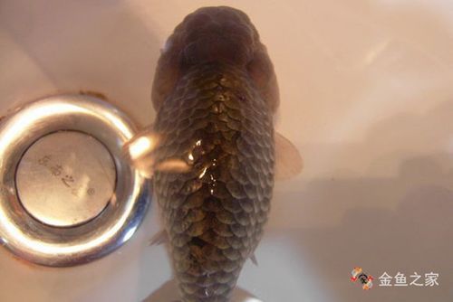 能提供更多關(guān)于金魚炸鱗病的圖片嗎，過背金龍魚混養(yǎng)有哪些成功案例判斷過背金龍魚是否適應(yīng)混養(yǎng) 能提供更多關(guān)于金魚炸鱗病的圖片嗎，過背金龍魚混養(yǎng)有哪些成功案例判斷過背金龍魚是否適應(yīng)混養(yǎng) 龍魚百科 第24張