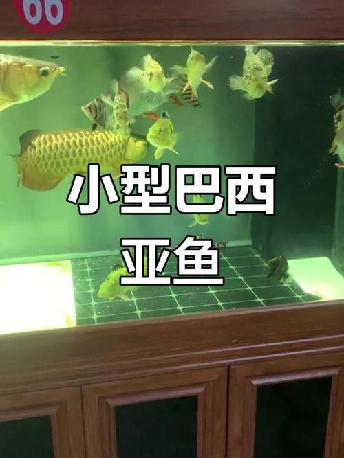 巴西亞魚的價格是多少？，巴西亞魚的價格是多少 巴西亞魚的價格是多少？，巴西亞魚的價格是多少 龍魚百科 第1張