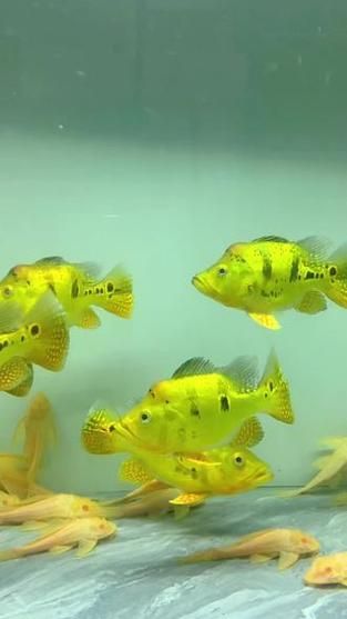 巴西亞魚的價格是多少？，巴西亞魚的價格是多少 巴西亞魚的價格是多少？，巴西亞魚的價格是多少 龍魚百科 第4張