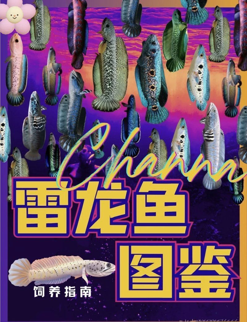 夢幻雷龍魚有哪些品種？，夢幻雷龍魚品種與飼養指南:夢幻雷龍魚品種對照表 夢幻雷龍魚有哪些品種？，夢幻雷龍魚品種與飼養指南:夢幻雷龍魚品種對照表 龍魚百科 第19張