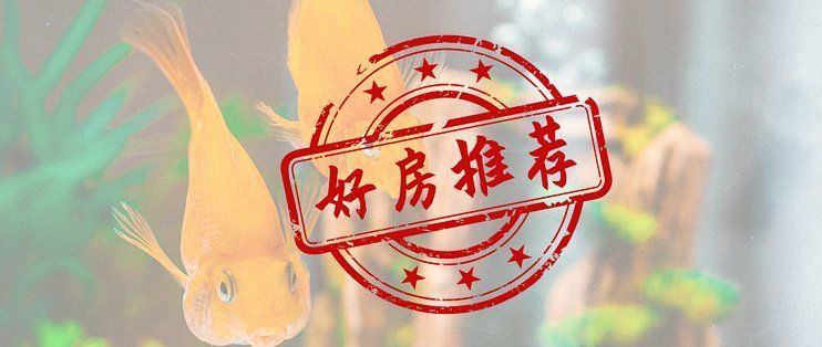 如何聯系祥龍魚場咨詢魚缸型號？，如何聯系祥龍魚場咨詢魚缸型號 如何聯系祥龍魚場咨詢魚缸型號？，如何聯系祥龍魚場咨詢魚缸型號 龍魚百科 第6張