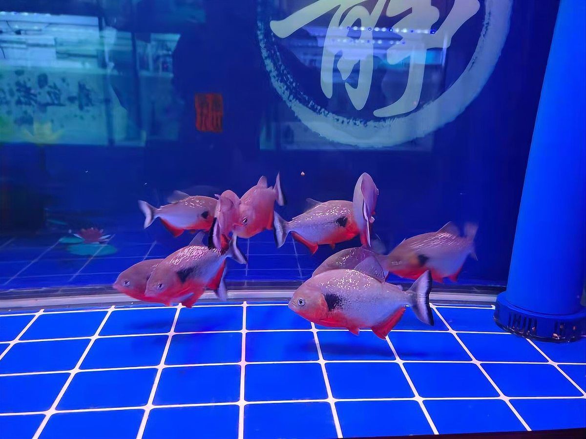 如何聯系祥龍魚場咨詢魚缸型號？，如何聯系祥龍魚場咨詢魚缸型號 如何聯系祥龍魚場咨詢魚缸型號？，如何聯系祥龍魚場咨詢魚缸型號 龍魚百科 第5張
