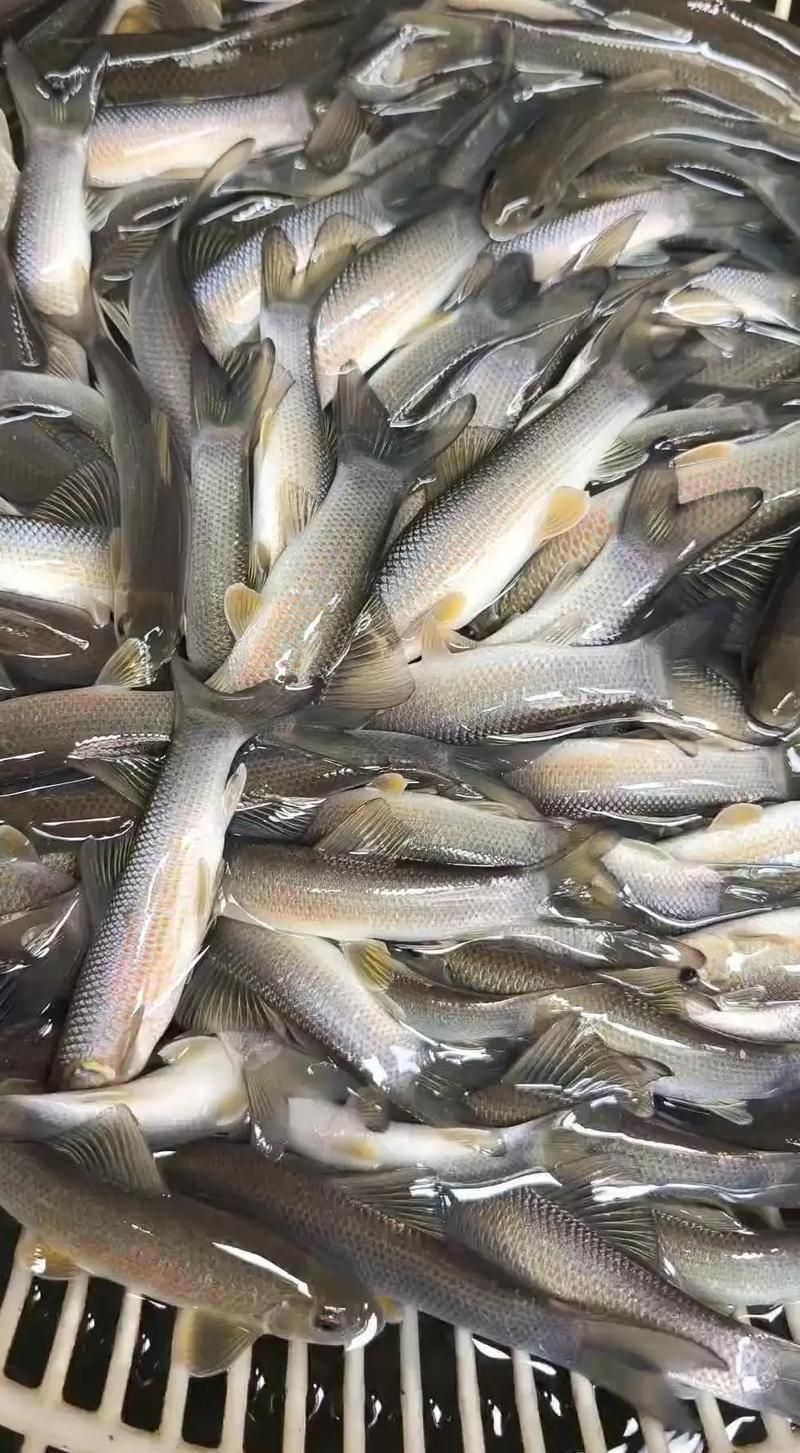 如何判斷魚苗的健康狀況？，判斷魚苗健康狀況是否健康，如何判斷魚苗的健康狀況 如何判斷魚苗的健康狀況？，判斷魚苗健康狀況是否健康，如何判斷魚苗的健康狀況 龍魚百科 第2張