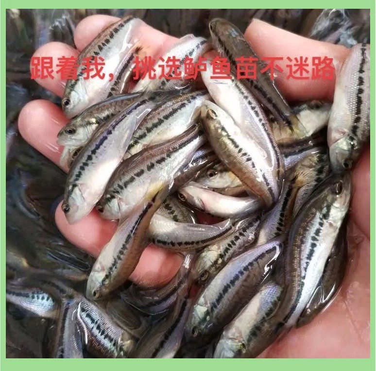 如何判斷魚苗的健康狀況？，判斷魚苗健康狀況是否健康，如何判斷魚苗的健康狀況 如何判斷魚苗的健康狀況？，判斷魚苗健康狀況是否健康，如何判斷魚苗的健康狀況 龍魚百科 第1張