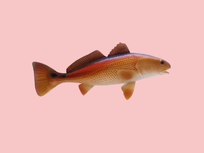 眼斑魚，“眼斑魚”并非單一物種的正式學名，眼斑魚并非單一物種的正式學名 眼斑魚，“眼斑魚”并非單一物種的正式學名，眼斑魚并非單一物種的正式學名 龍魚百科 第4張