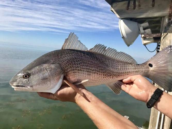 眼斑魚，“眼斑魚”并非單一物種的正式學名，眼斑魚并非單一物種的正式學名 眼斑魚，“眼斑魚”并非單一物種的正式學名，眼斑魚并非單一物種的正式學名 龍魚百科 第5張