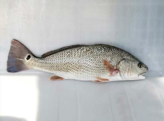 眼斑魚，“眼斑魚”并非單一物種的正式學名，眼斑魚并非單一物種的正式學名 眼斑魚，“眼斑魚”并非單一物種的正式學名，眼斑魚并非單一物種的正式學名 龍魚百科 第7張