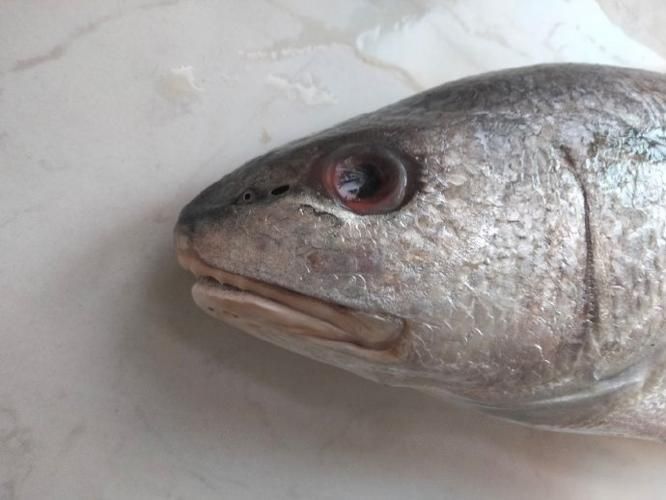 眼斑魚，“眼斑魚”并非單一物種的正式學名，眼斑魚并非單一物種的正式學名 眼斑魚，“眼斑魚”并非單一物種的正式學名，眼斑魚并非單一物種的正式學名 龍魚百科 第6張