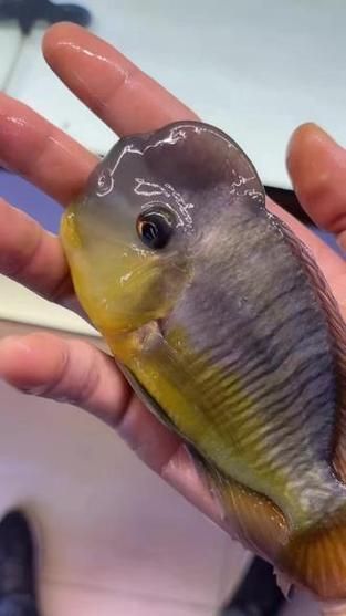 斯維尼關刀魚幼魚如何護理？，斯維尼關刀魚幼魚護理 斯維尼關刀魚幼魚如何護理？，斯維尼關刀魚幼魚護理 龍魚百科 第3張