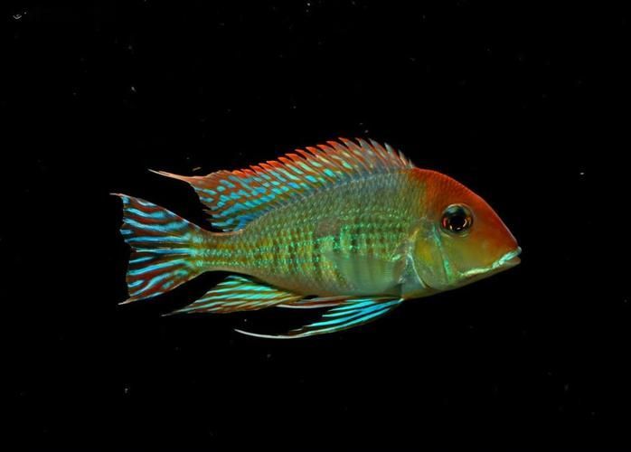 斯維尼關刀魚幼魚如何護理？，斯維尼關刀魚幼魚護理 斯維尼關刀魚幼魚如何護理？，斯維尼關刀魚幼魚護理 龍魚百科 第5張