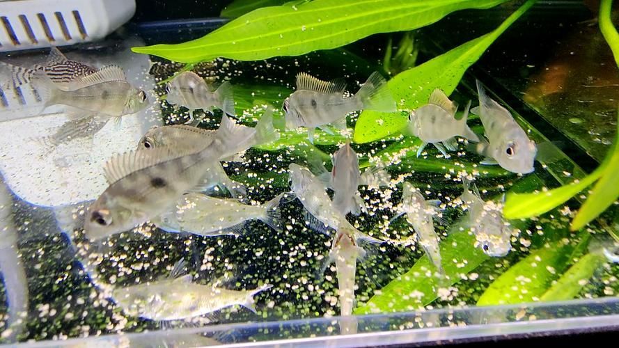 斯維尼關刀魚幼魚如何護理？，斯維尼關刀魚幼魚護理 斯維尼關刀魚幼魚如何護理？，斯維尼關刀魚幼魚護理 龍魚百科 第4張