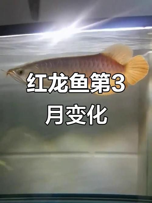 透缸養(yǎng)紅龍需要多長(zhǎng)時(shí)間見效，透缸養(yǎng)殖紅龍魚的注意事項(xiàng)