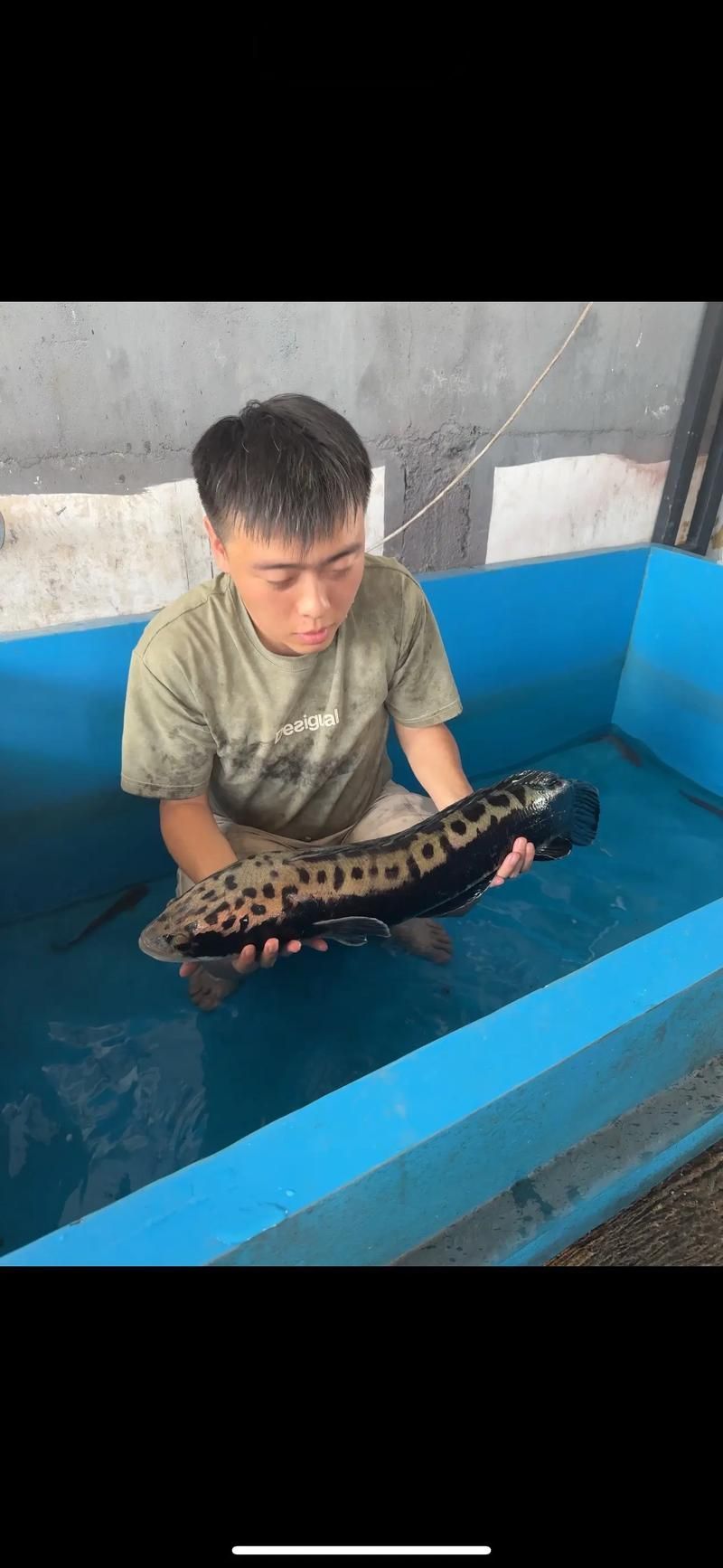 給我一些野生雷龍魚的圖片，野生雷龍魚生產基地圖鑒清單，野生雷龍魚的圖鑒清單 給我一些野生雷龍魚的圖片，野生雷龍魚生產基地圖鑒清單，野生雷龍魚的圖鑒清單 龍魚百科 第13張