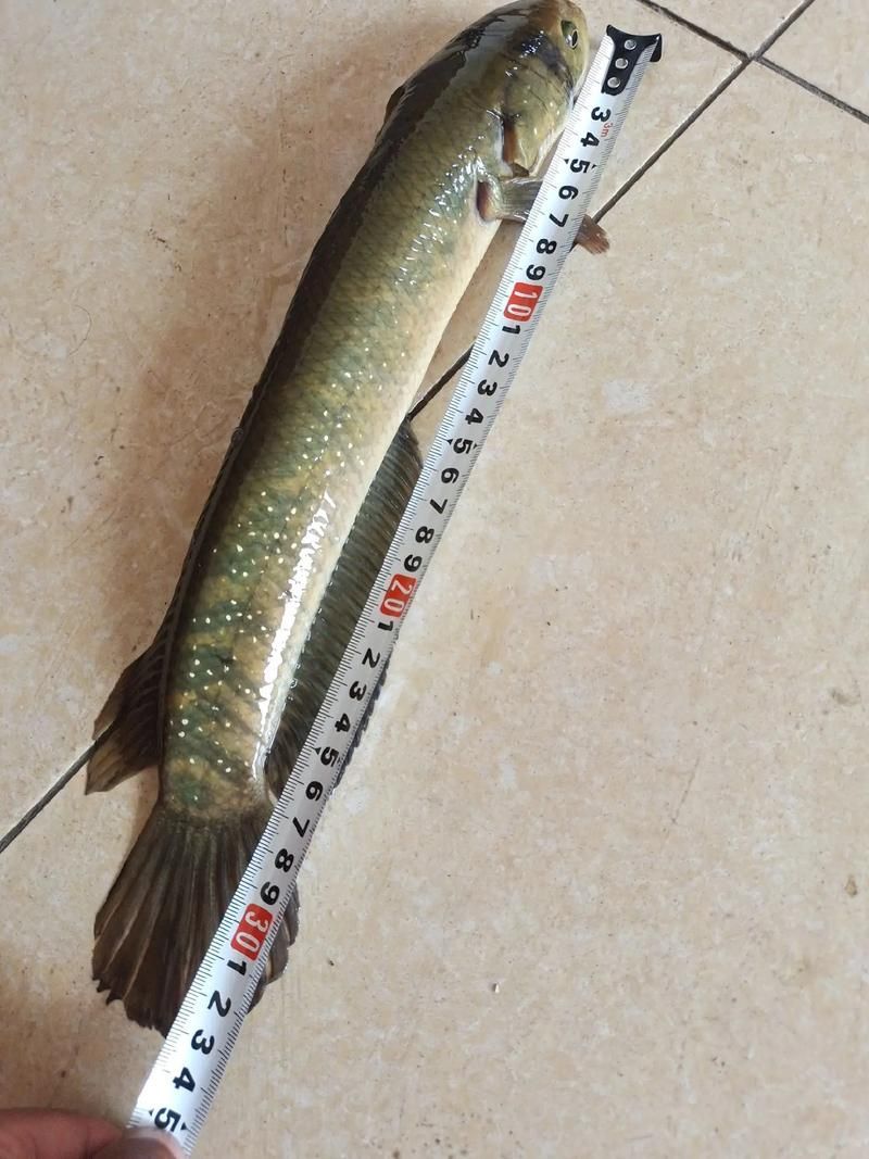 給我一些野生雷龍魚的圖片，野生雷龍魚生產(chǎn)基地圖鑒清單，野生雷龍魚的圖鑒清單