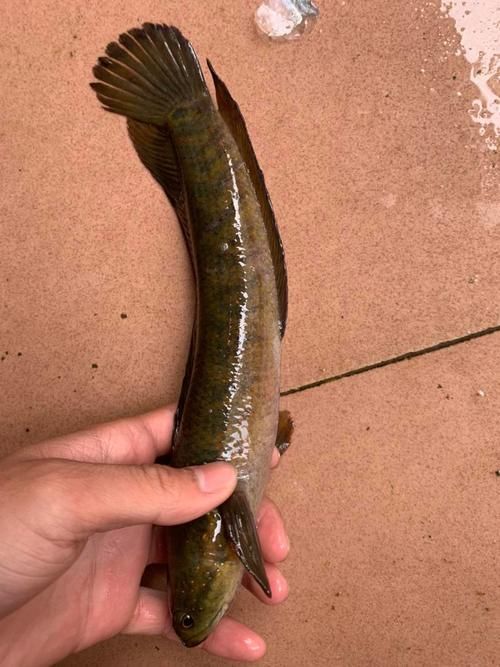 給我一些野生雷龍魚的圖片，野生雷龍魚生產基地圖鑒清單，野生雷龍魚的圖鑒清單 給我一些野生雷龍魚的圖片，野生雷龍魚生產基地圖鑒清單，野生雷龍魚的圖鑒清單 龍魚百科 第4張