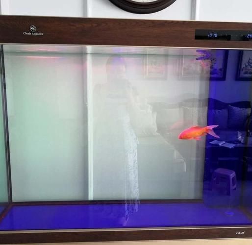 有哪些品牌推薦150cm魚缸？，哪些品牌推薦150cm魚缸？ 有哪些品牌推薦150cm魚缸？，哪些品牌推薦150cm魚缸？ 龍魚百科 第13張